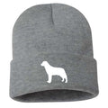 Labrador Retriever - Beanie