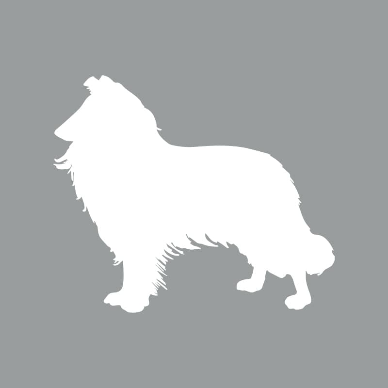 Rough Collie - Beanie