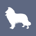 Rough Collie - Beanie