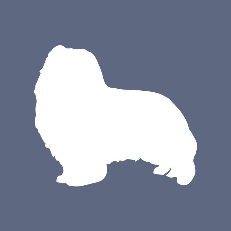 Shetland Sheepdog - Beanie