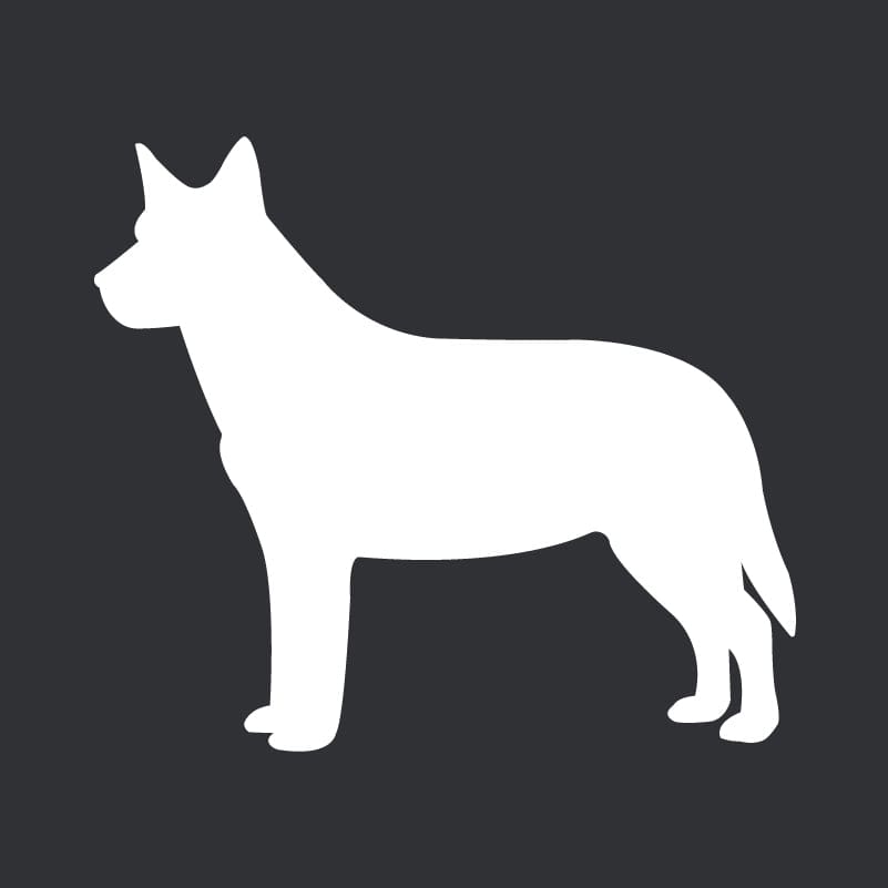 Australian Cattle Dog Embroidered AKC Men's Polo