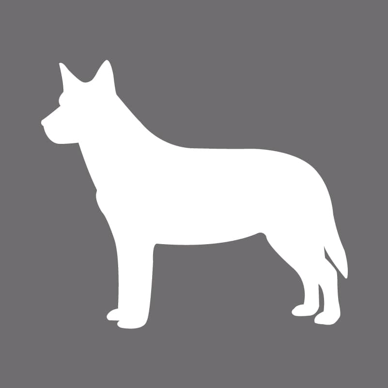 Australian Cattle Dog Embroidered AKC Men's Polo