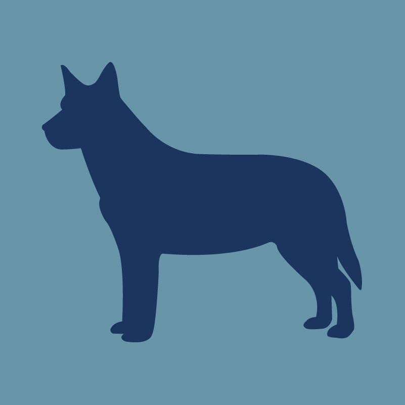 Australian Cattle Dog - Embroidered Visor