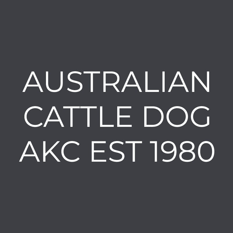 Australian Cattle Dog  Embroidered AKC Women's Polo