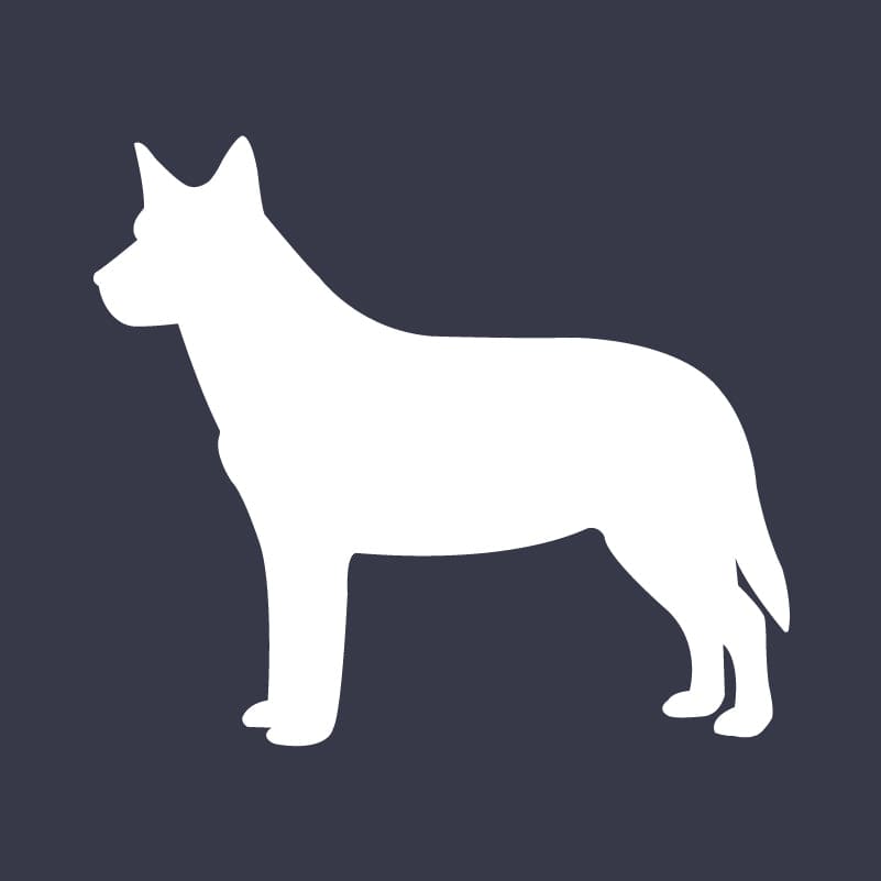 Australian Cattle Dog  Embroidered AKC Women's Polo