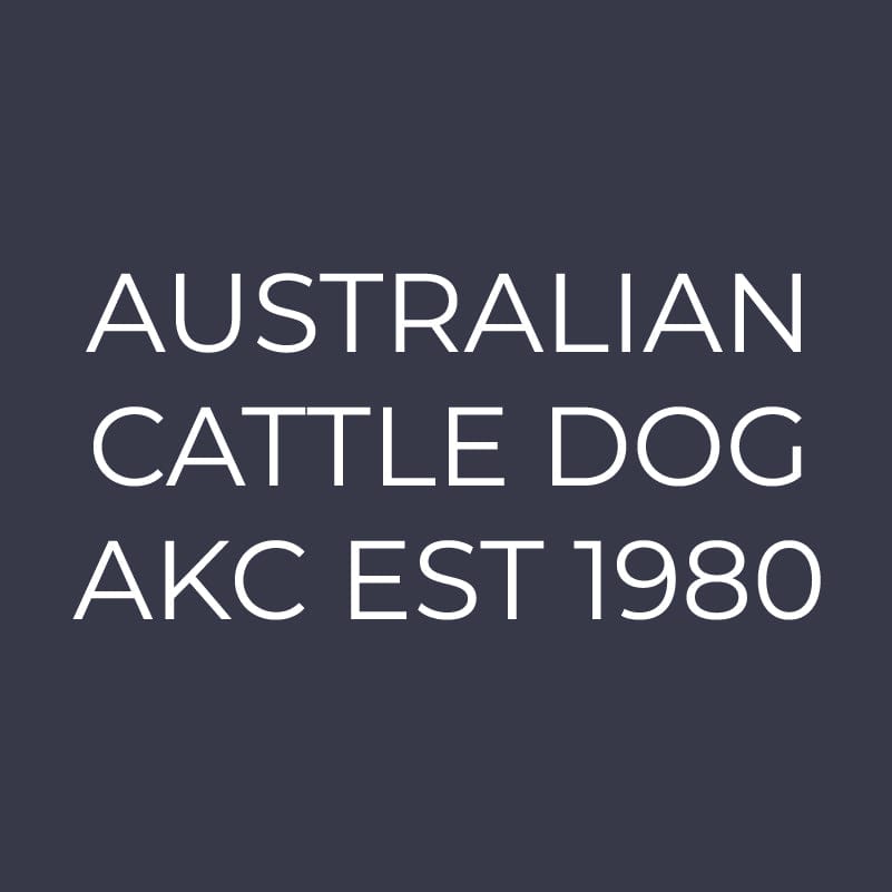 Australian Cattle Dog  Embroidered AKC Women's Polo