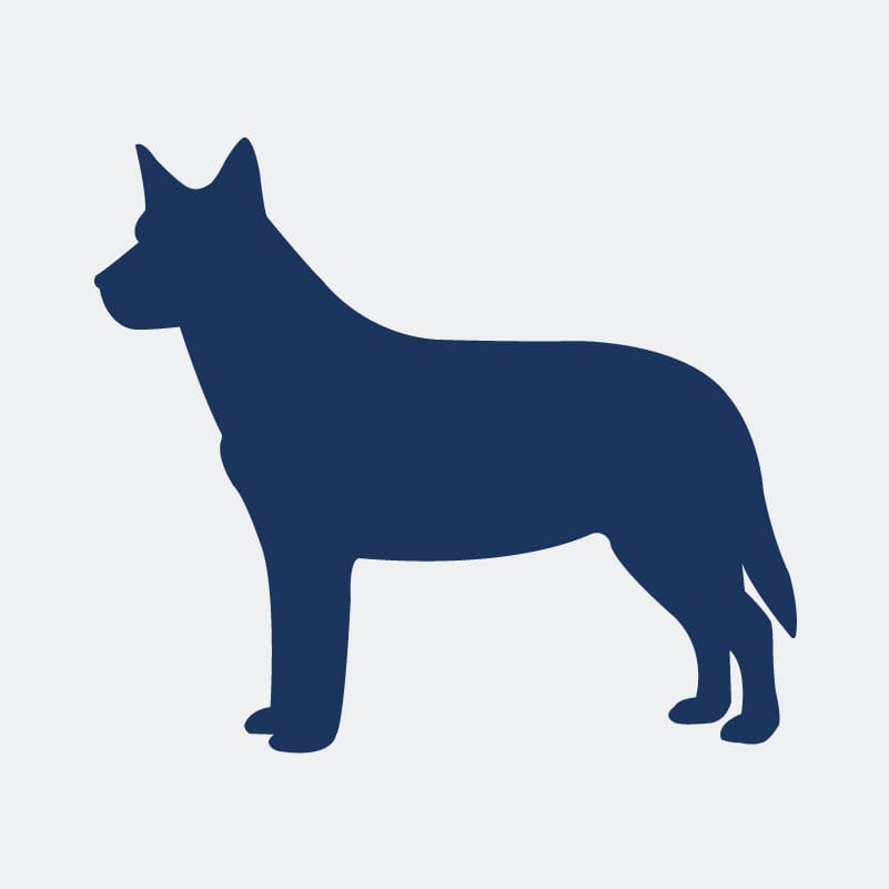 Australian Cattle Dog  Embroidered AKC Women's Polo