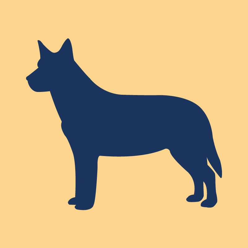 Australian Cattle Dog Embroidered AKC Quarter Zip