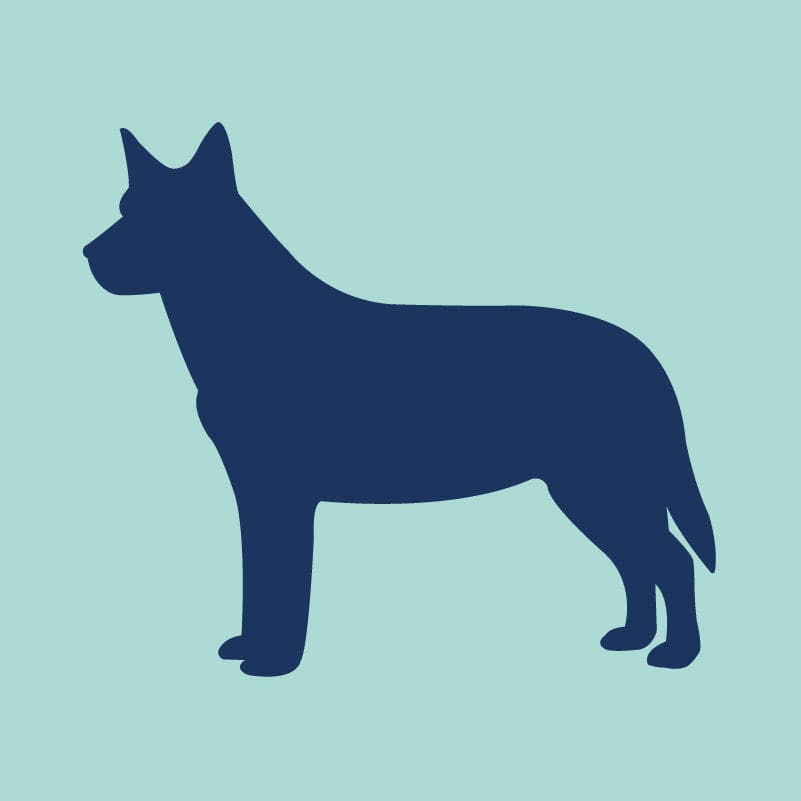 Australian Cattle Dog Embroidered AKC Quarter Zip