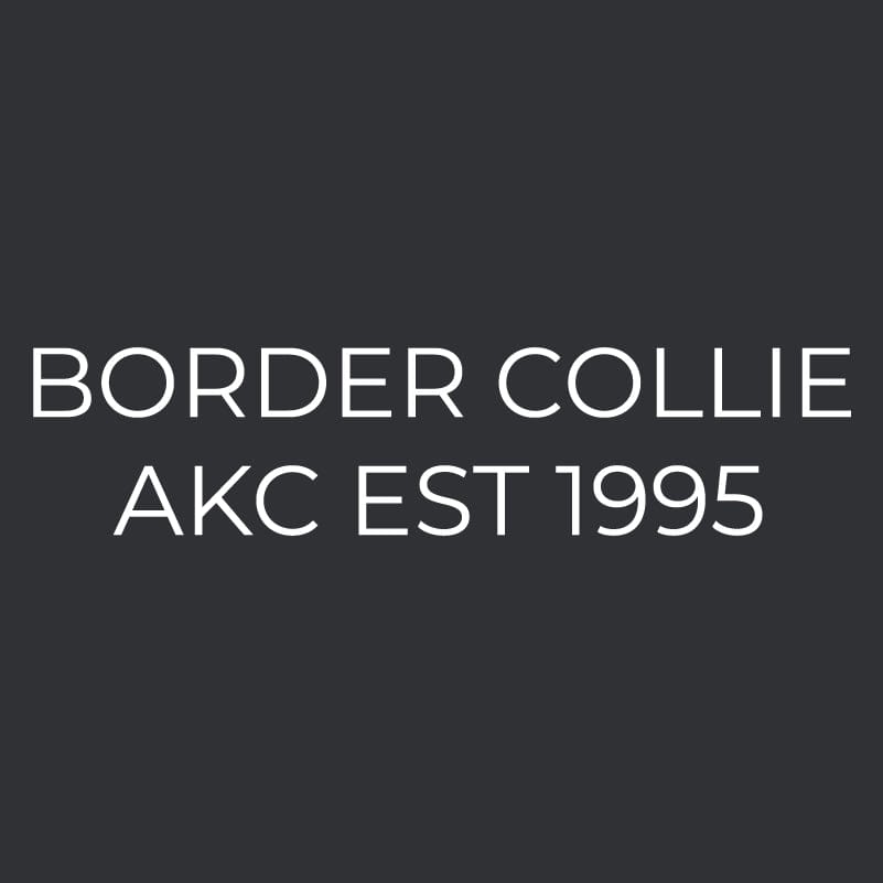 Border Collie Embroidered AKC Men's Polo