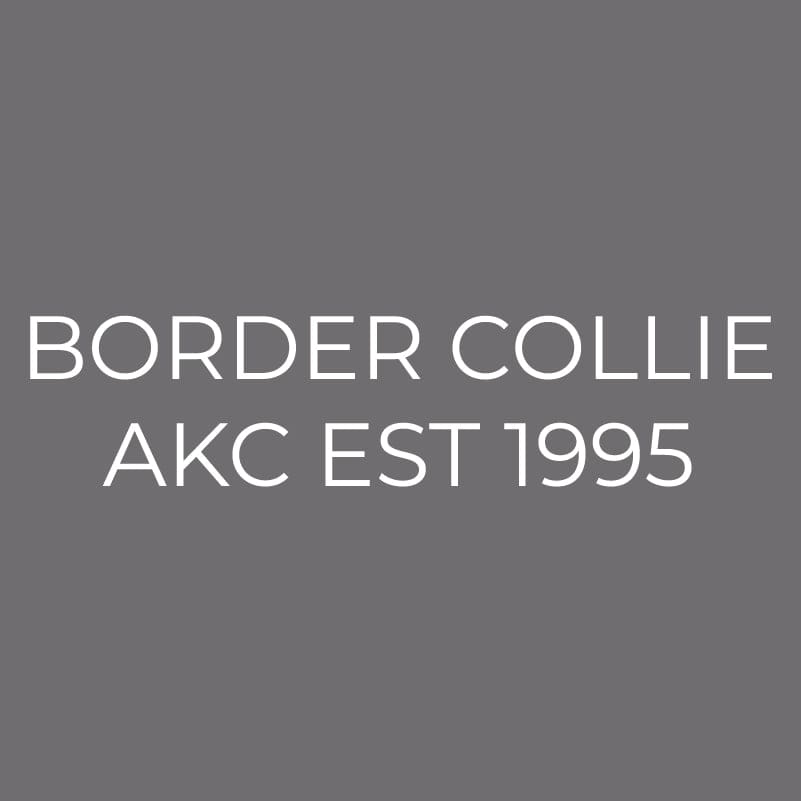 Border Collie Embroidered AKC Men's Polo