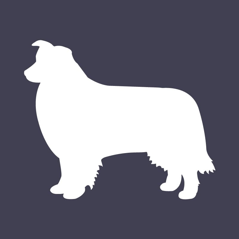 Border Collie Embroidered AKC Men's Polo