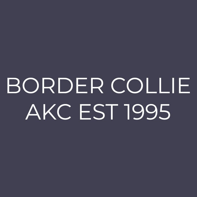 Border Collie Embroidered AKC Men's Polo