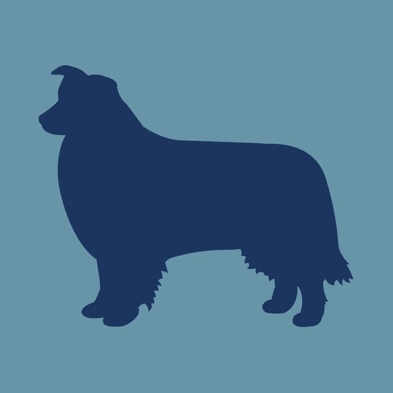 Border Collie - Embroidered Visor