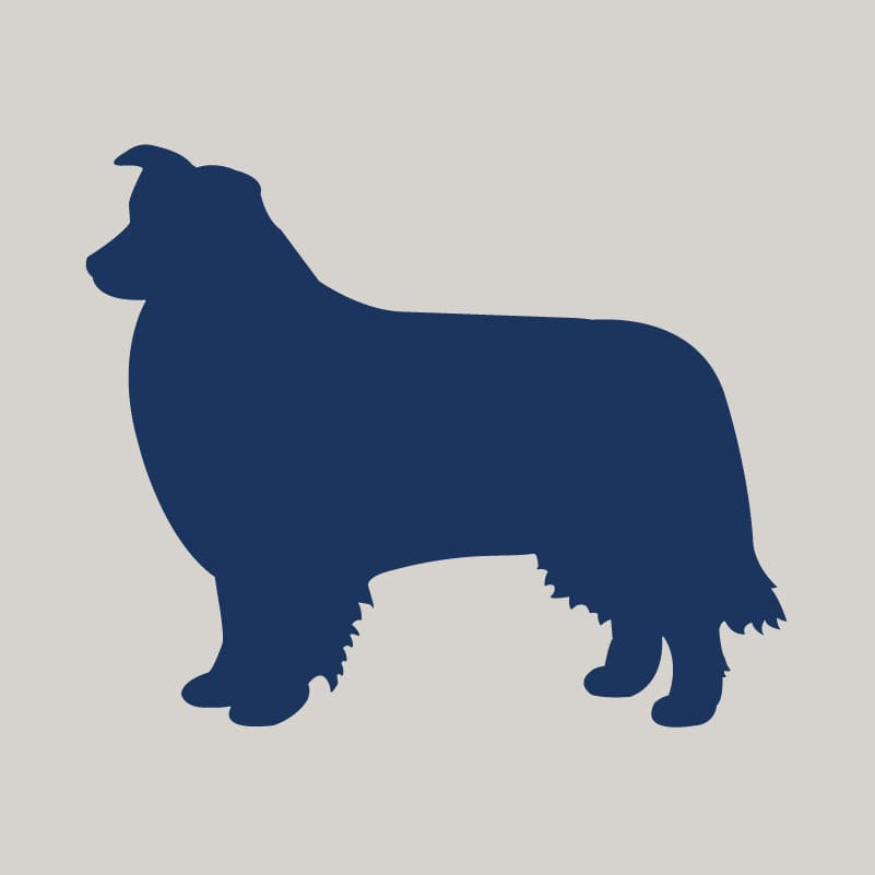 Border Collie AKC Embroidered Visor