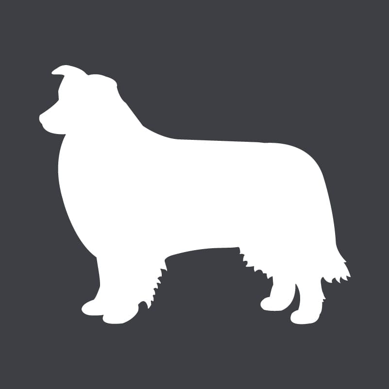 Border Collie Embroidered AKC Women's Polo