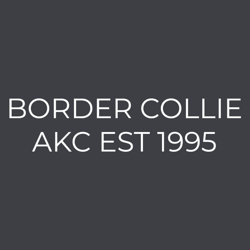 Border Collie Embroidered AKC Women's Polo