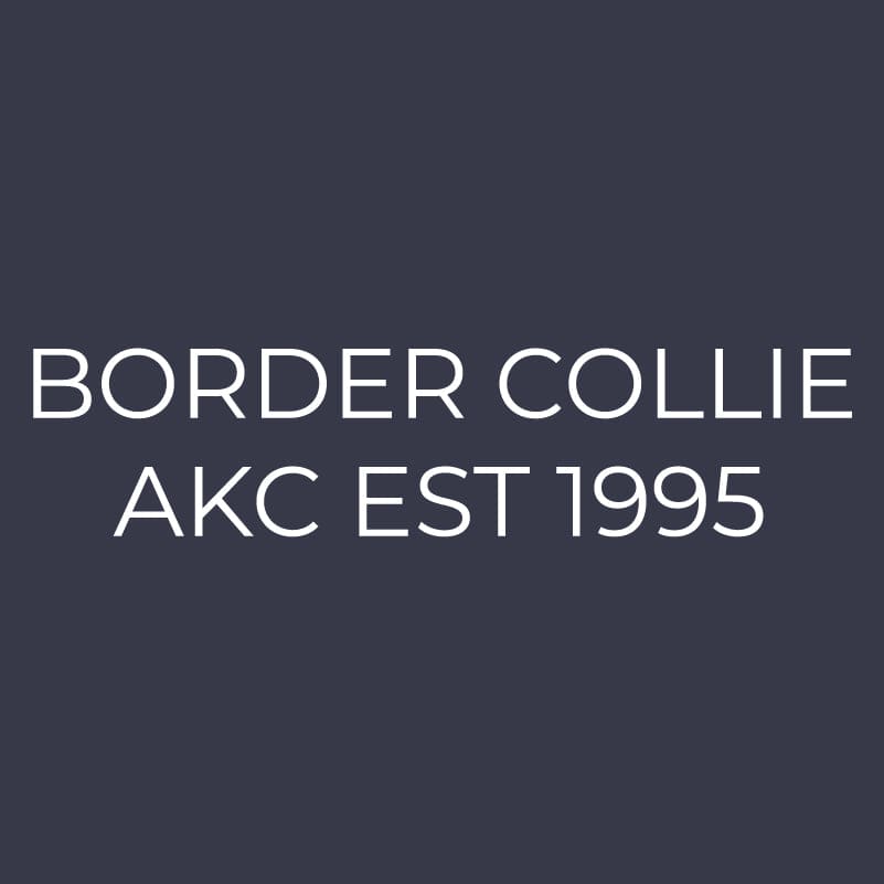 Border Collie Embroidered AKC Women's Polo