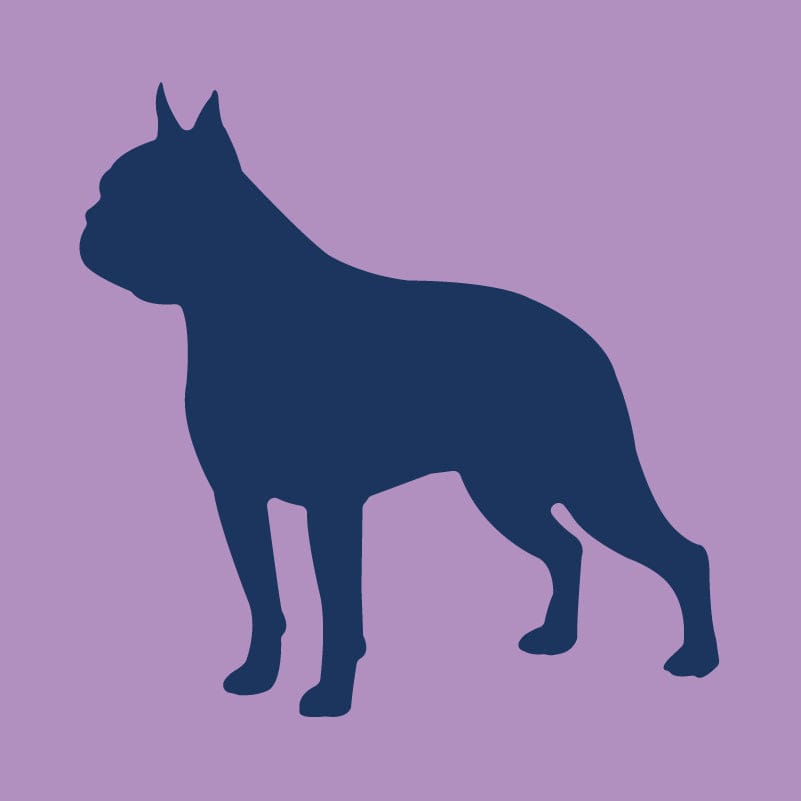 Boston Terrier - Infant Onesie