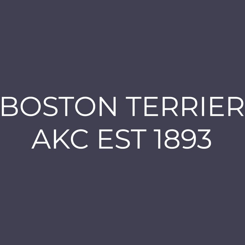 Boston Terrier Embroidered AKC Men's Polo