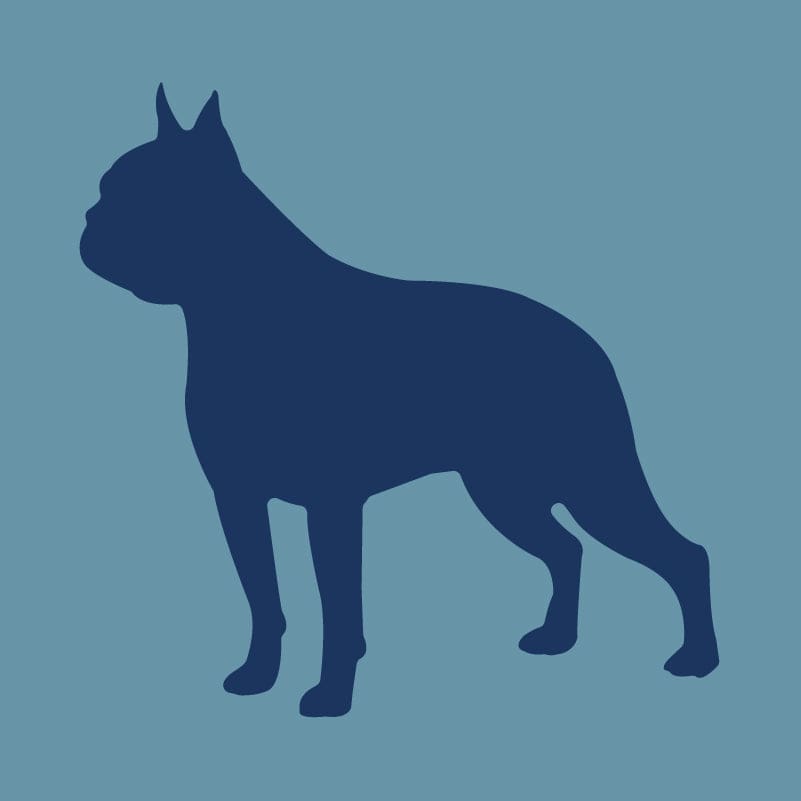 Boston Terrier - Embroidered Visor