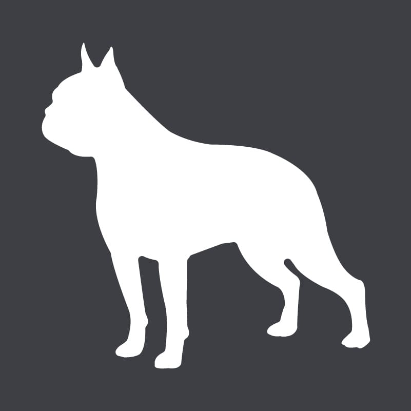 Boston Terrier Embroidered AKC Women's Polo