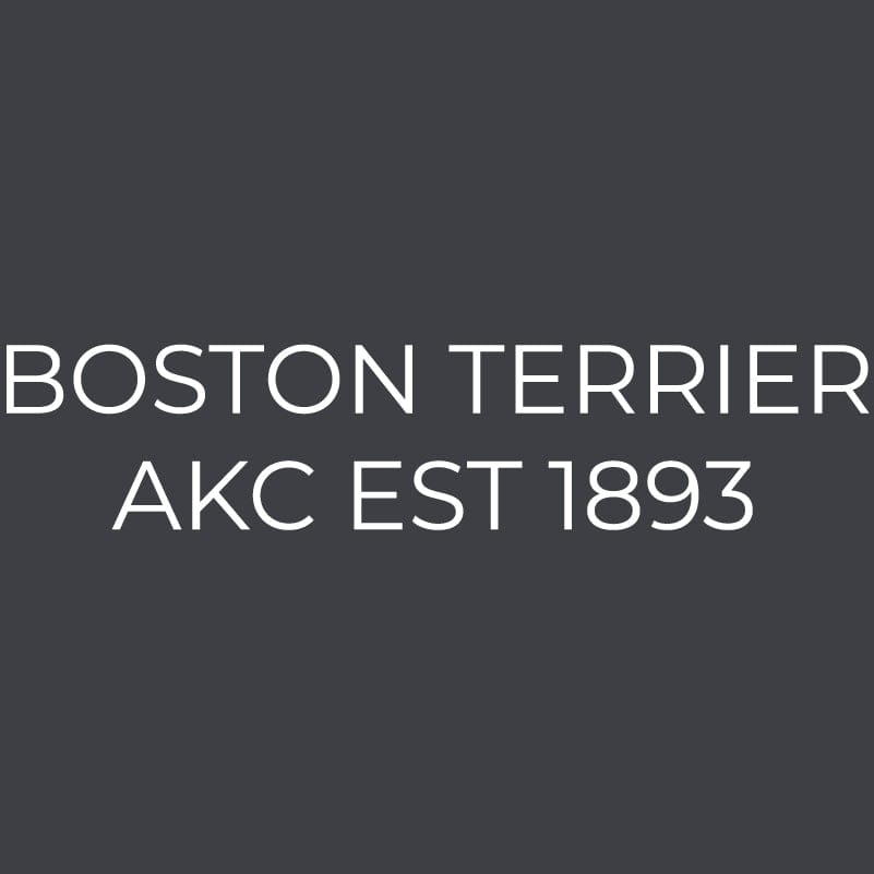 Boston Terrier Embroidered AKC Women's Polo