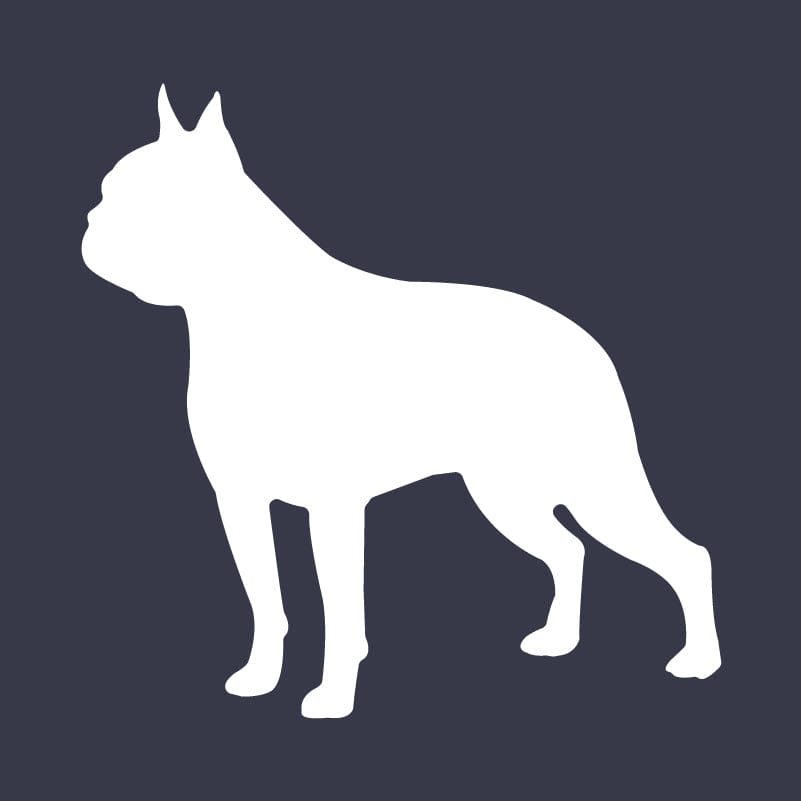 Boston Terrier Embroidered AKC Women's Polo