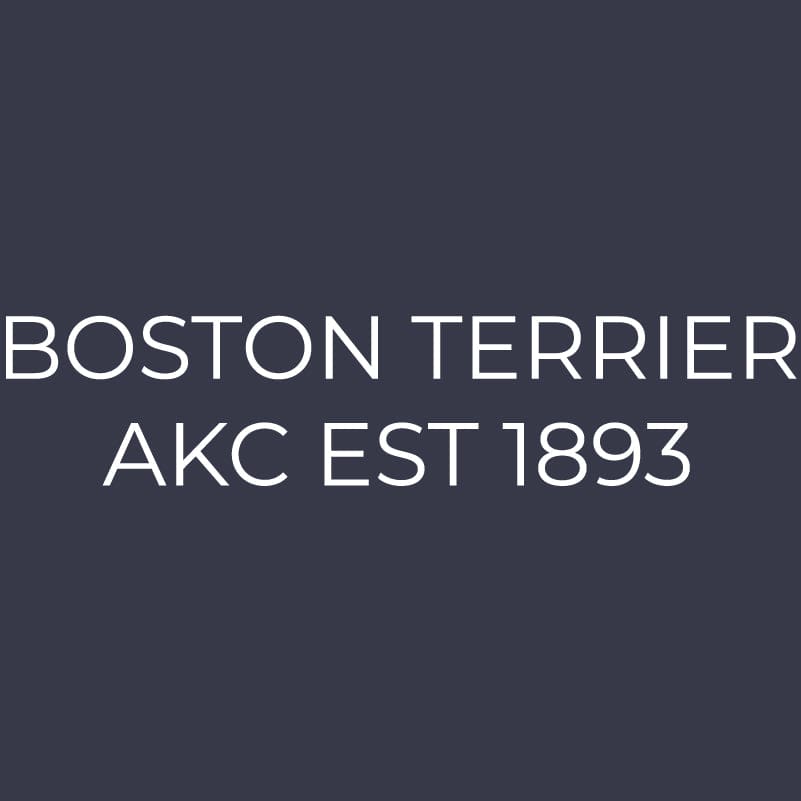 Boston Terrier Embroidered AKC Women's Polo