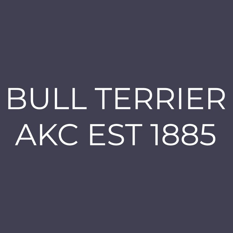Bull Terrier Embroidered AKC Men's Polo