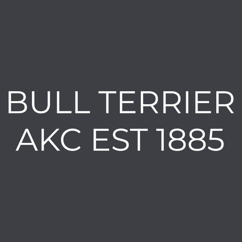 Bull Terrier  Embroidered AKC Women's Polo