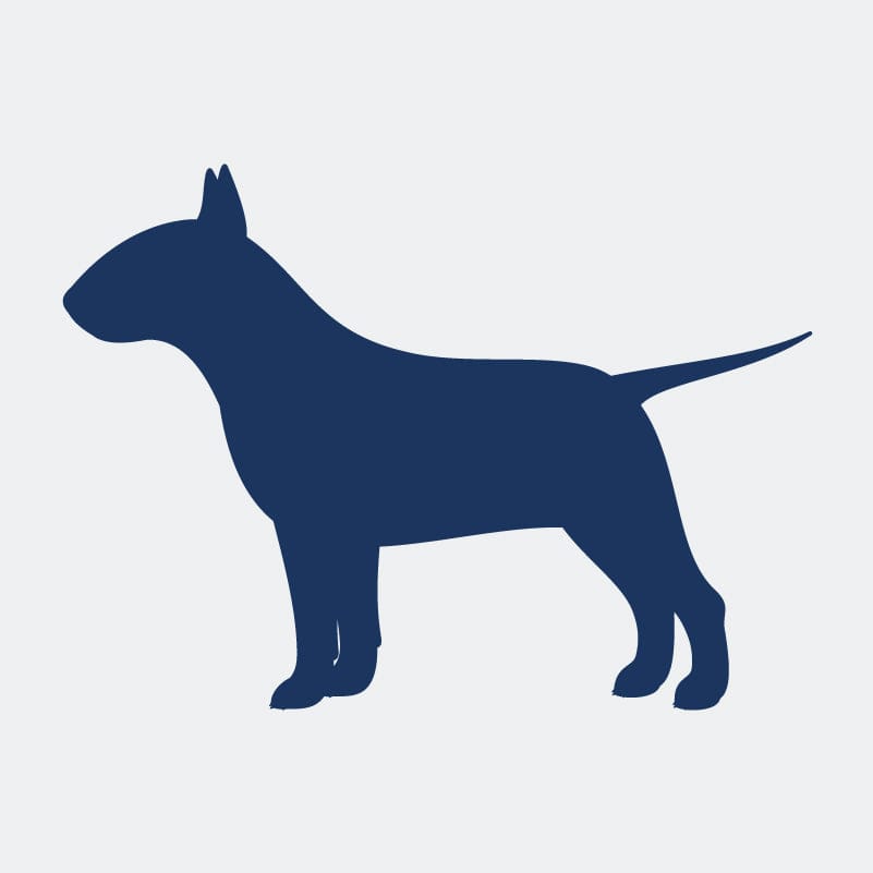 Bull Terrier  Embroidered AKC Women's Polo