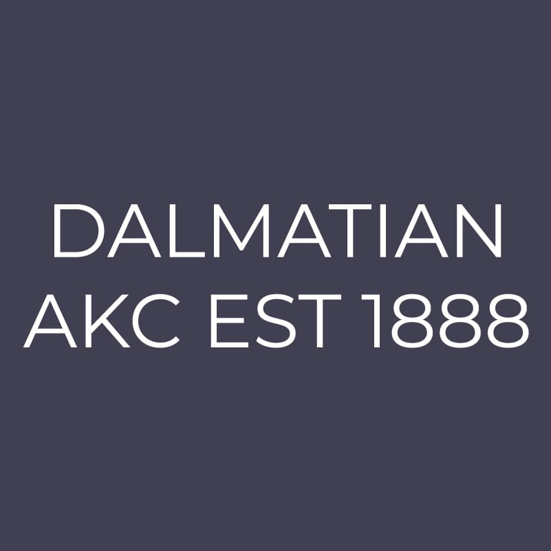 Dalmatian Embroidered AKC Men's Polo