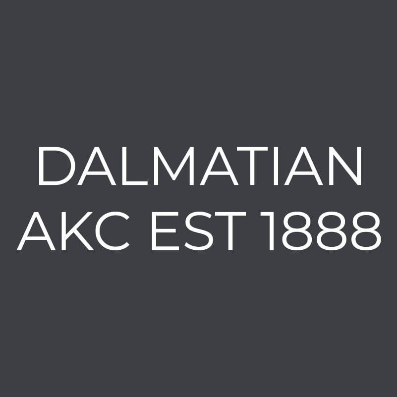 Dalmatian Embroidered AKC Women's Polo