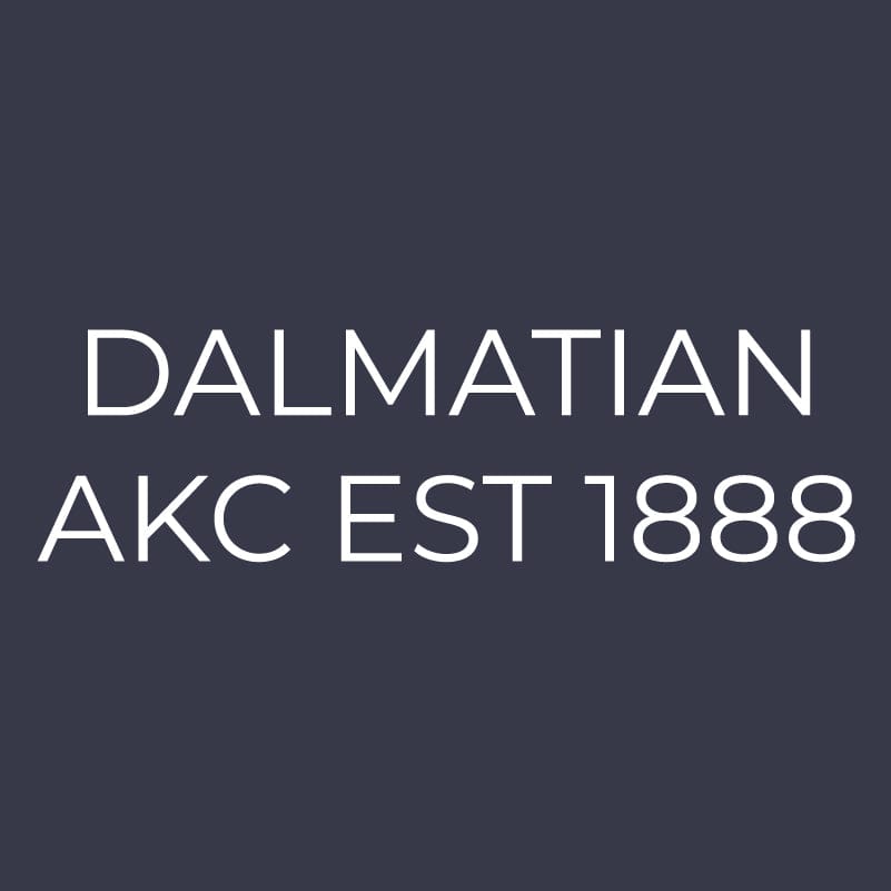 Dalmatian Embroidered AKC Women's Polo