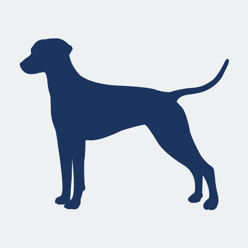 Dalmatian Embroidered AKC Women's Polo