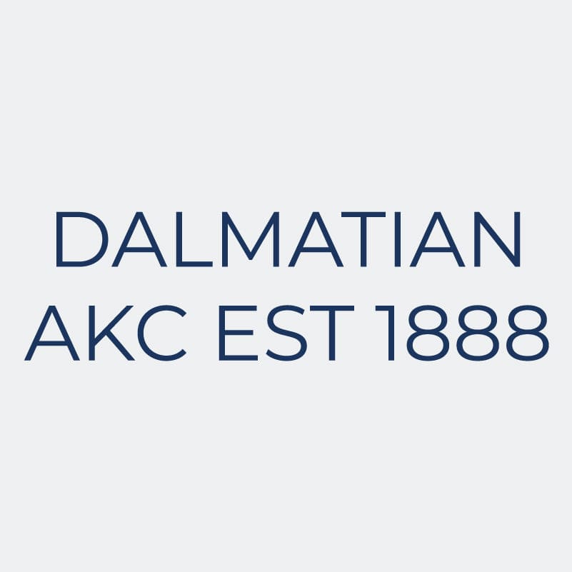 Dalmatian Embroidered AKC Women's Polo