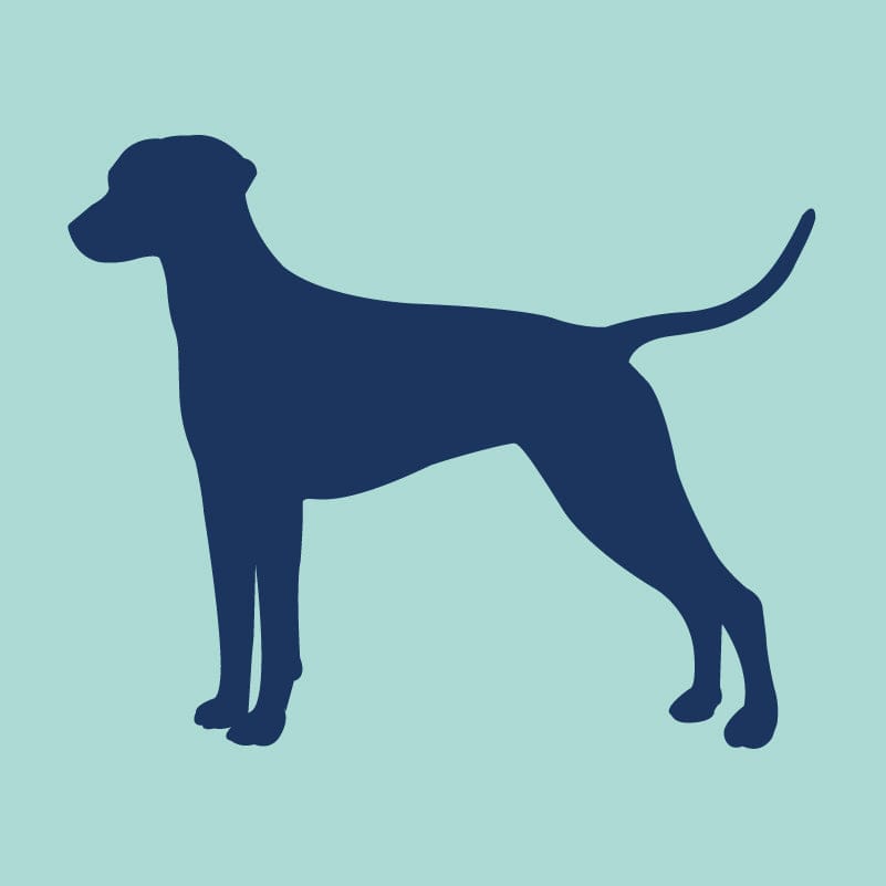 Dalmatian Embroidered AKC Quarter Zip