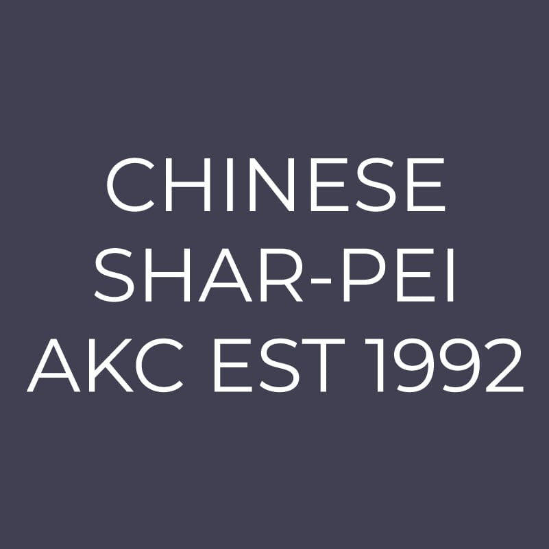 Chinese Shar-Pei Embroidered AKC Men's Polo