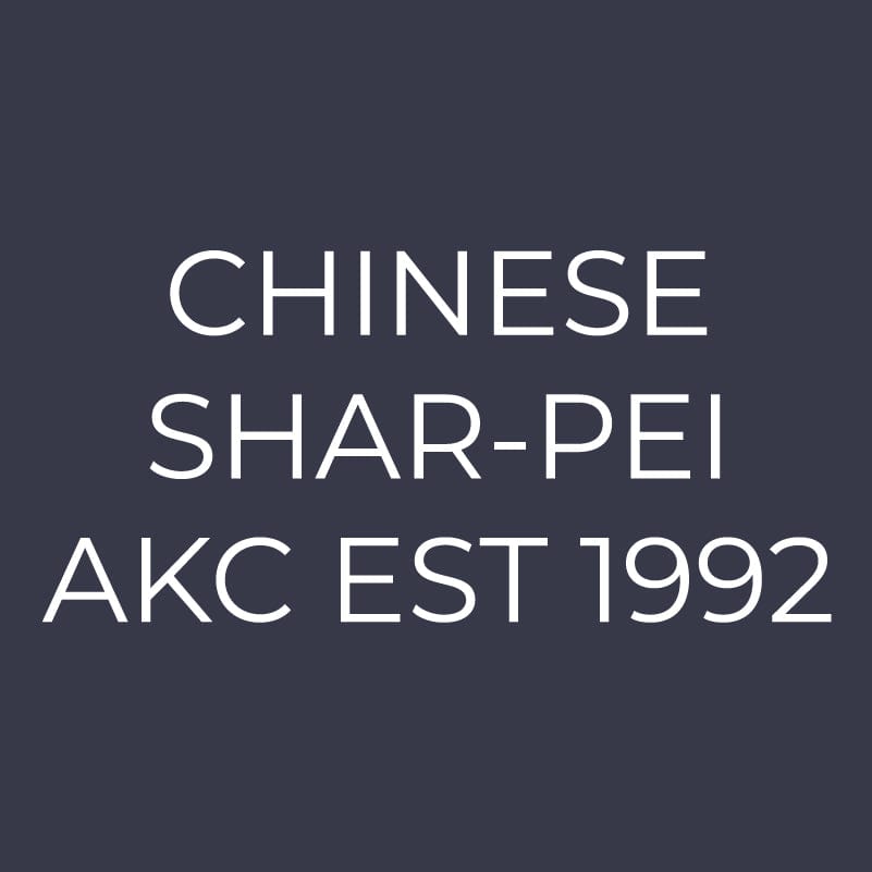 Chinese Shar-Pei  Embroidered AKC Women's Polo