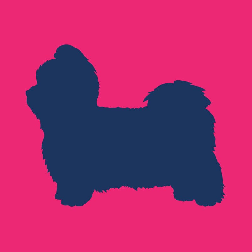 Shih Tzu - Infant Onesie