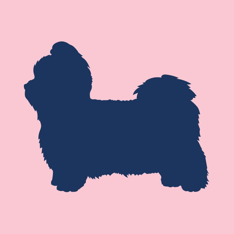 Shih Tzu - Infant Onesie