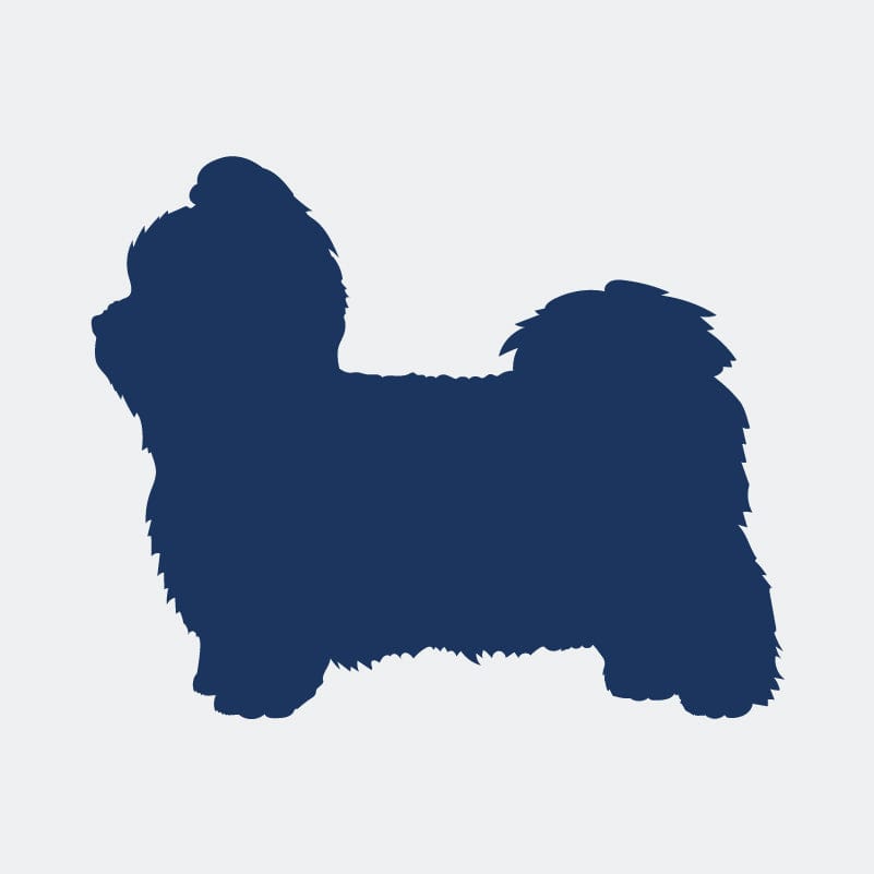 Shih Tzu  Embroidered AKC Women's Polo