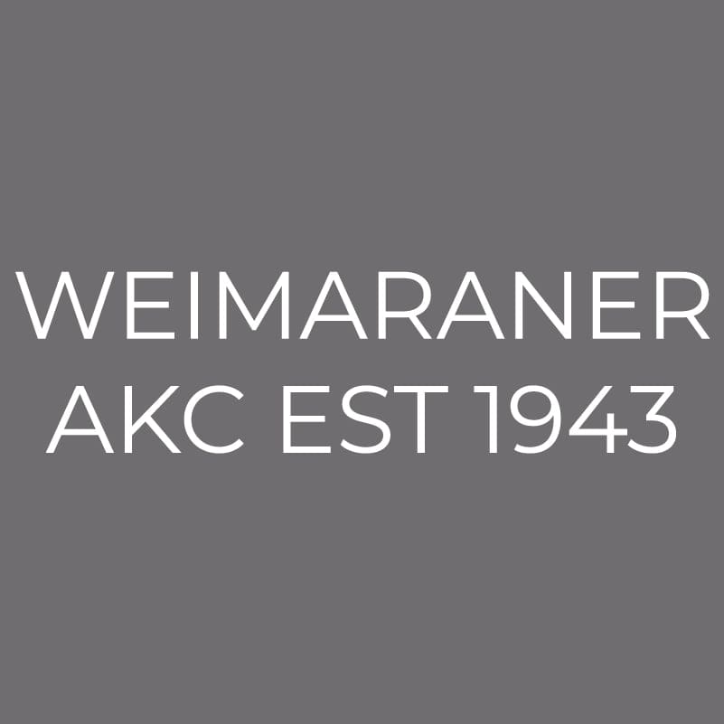 Weimaraner  Embroidered AKC Men's Polo