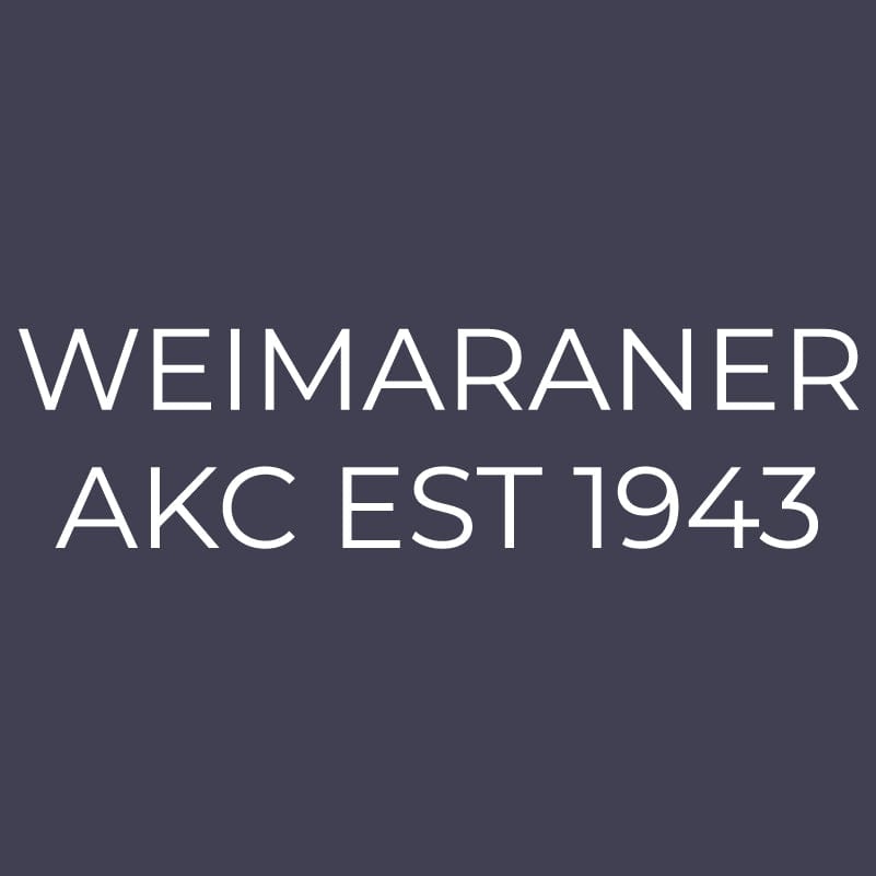 Weimaraner  Embroidered AKC Men's Polo