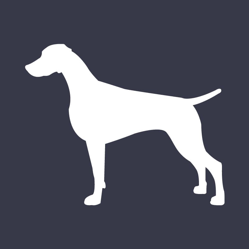 Weimaraner  Embroidered AKC Women's Polo