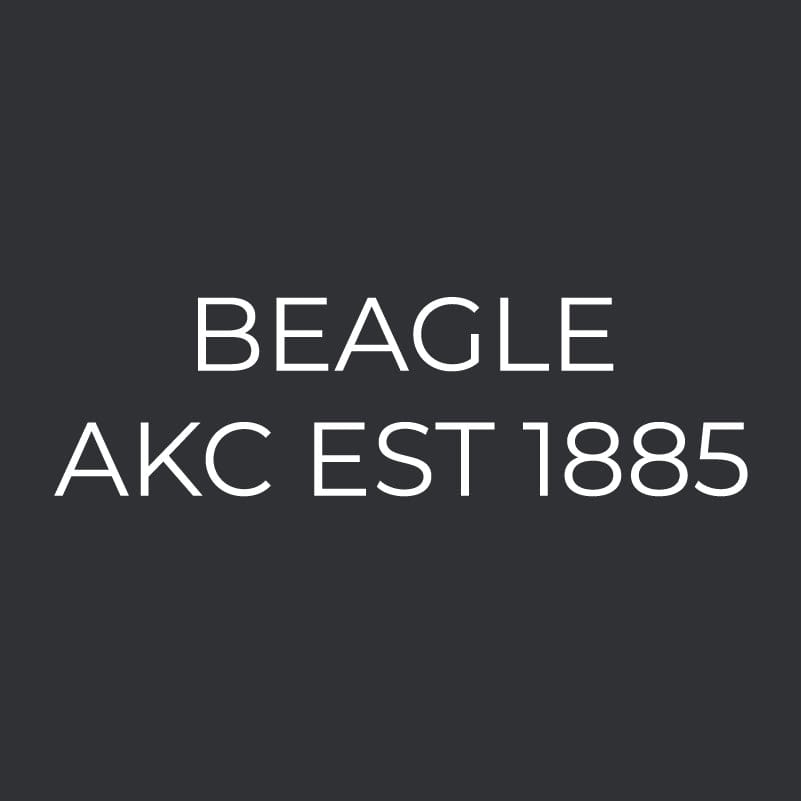 Beagle Embroidered AKC Men's Polo