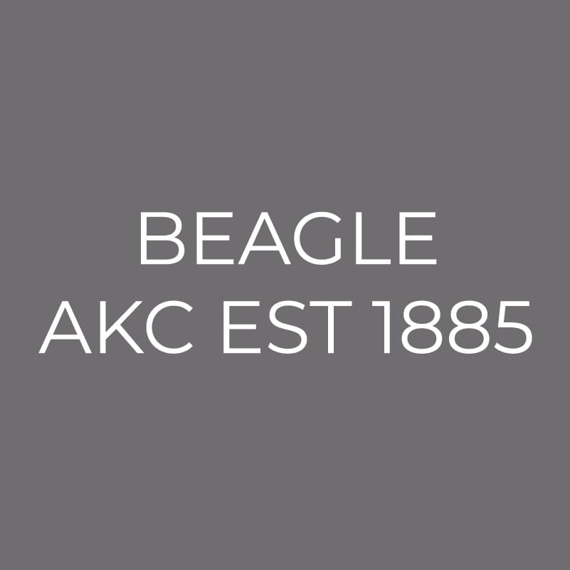 Beagle Embroidered AKC Men's Polo