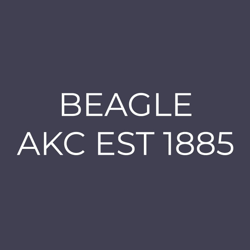 Beagle Embroidered AKC Men's Polo