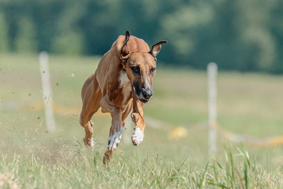 AKC TopDogs - Lure Coursing (Bowen System Report)